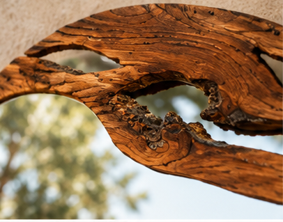 Handmade Live Edge Teak Sangwan  Wood Mirror: Rustic Home Decor